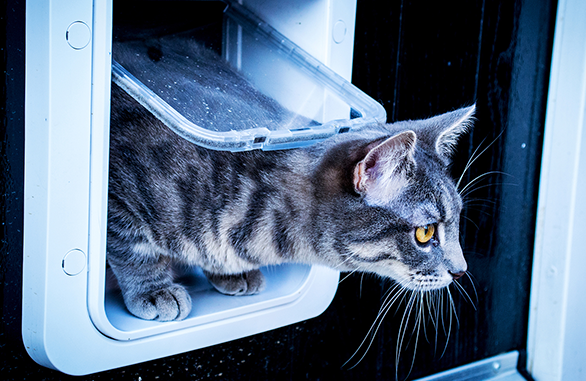 SureFlap Microchip Pet Door 3